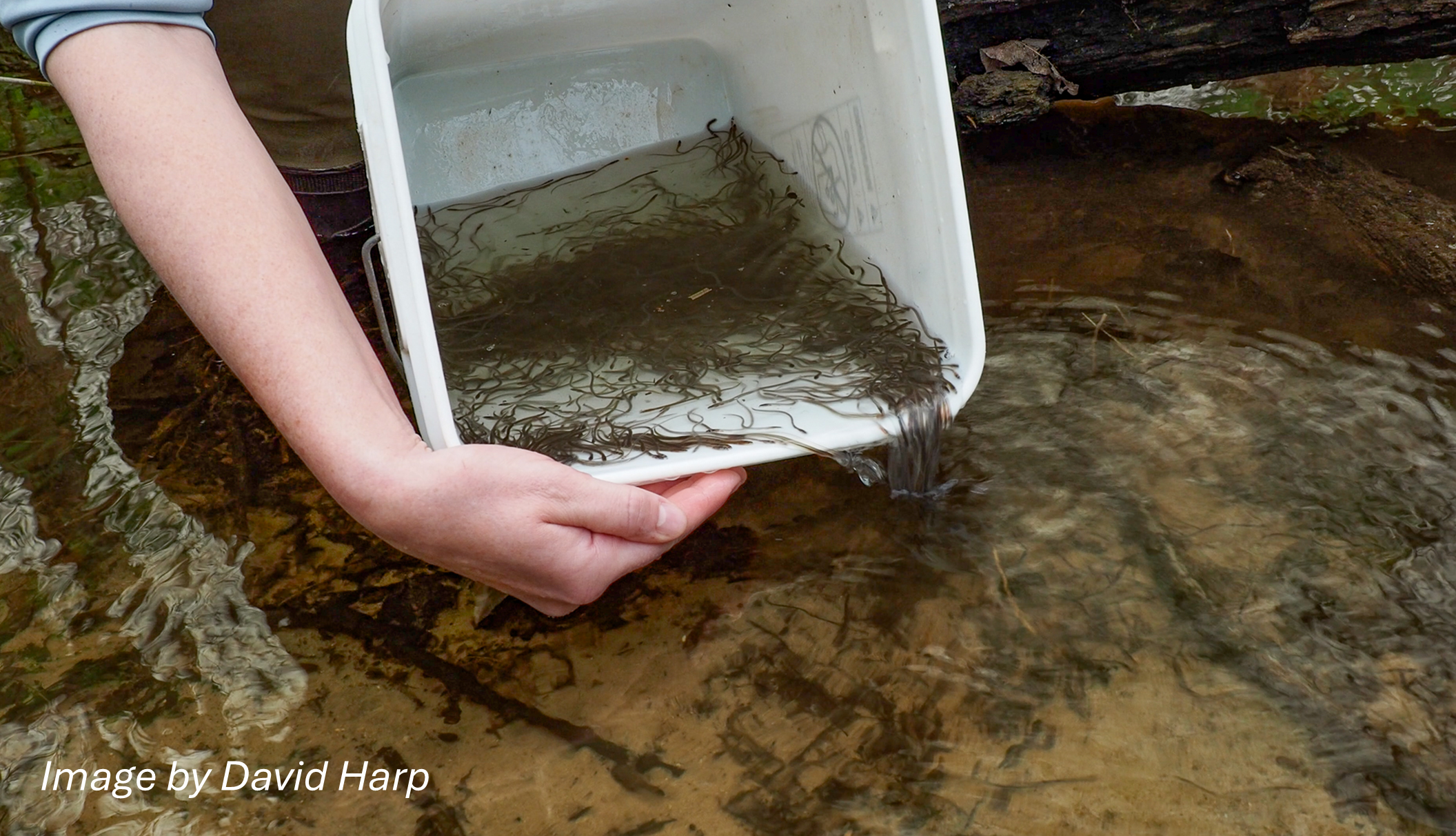 A photo of Alexis Park examining eels. Photo courtesy of Dave Harp