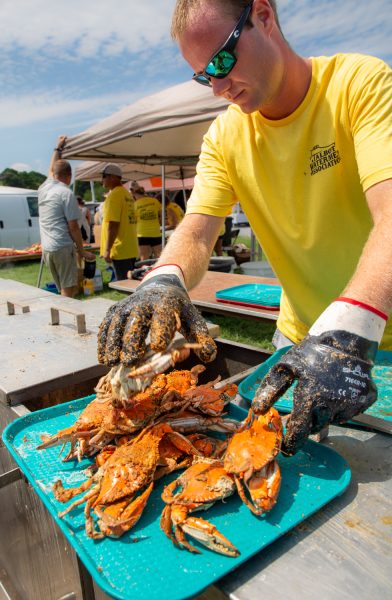 Steamed crabs will be sold by the Talbot Watermen's Association at $40 per dozen. (Photo by Sharon Thorpe)