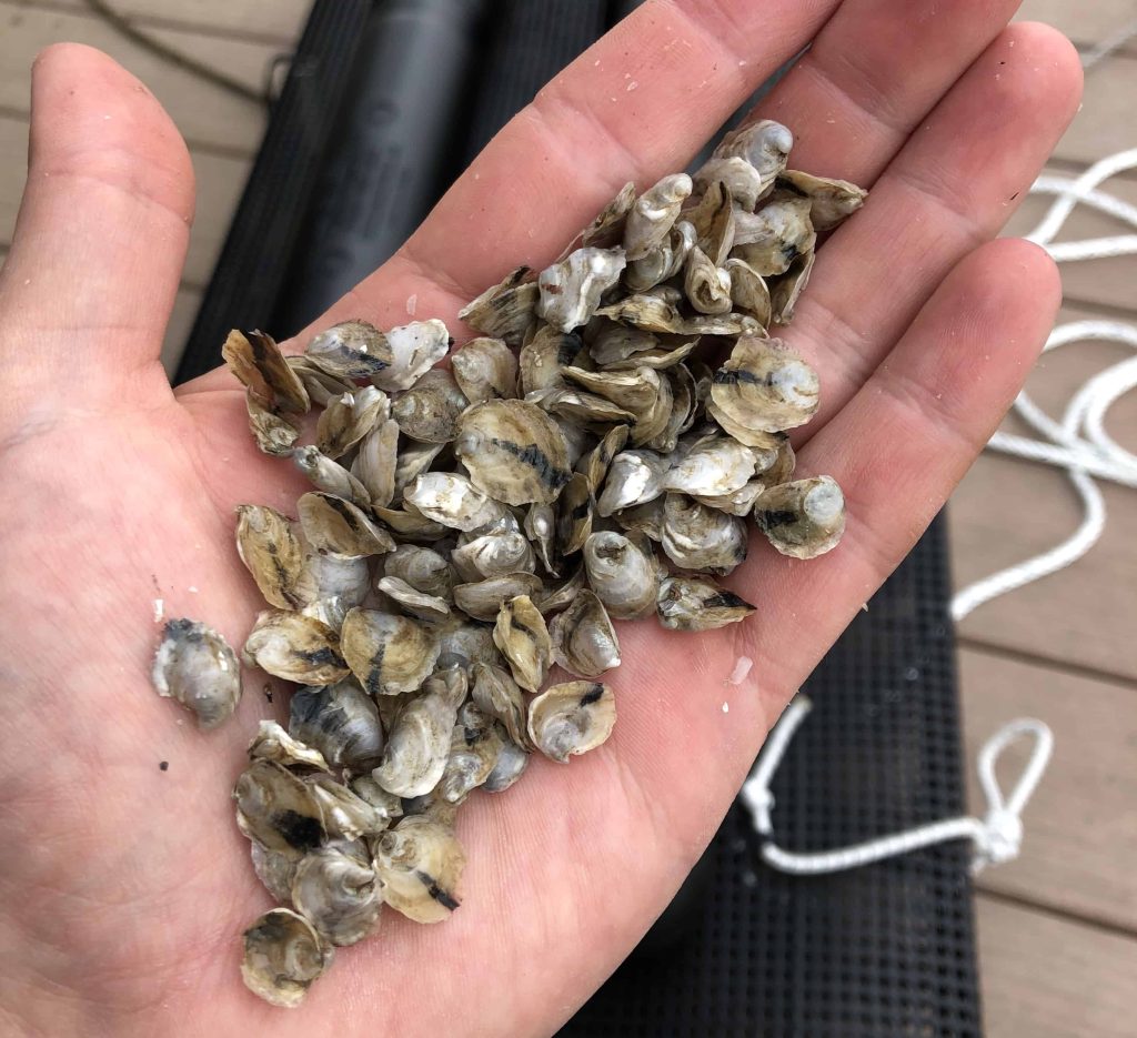 CBMM’s Start Your Own Oyster Garden workshop returns on Oct. 22, led by Dr. Lawrence Rudner.
